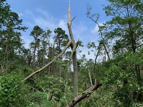 Tornado Damage in Marmora